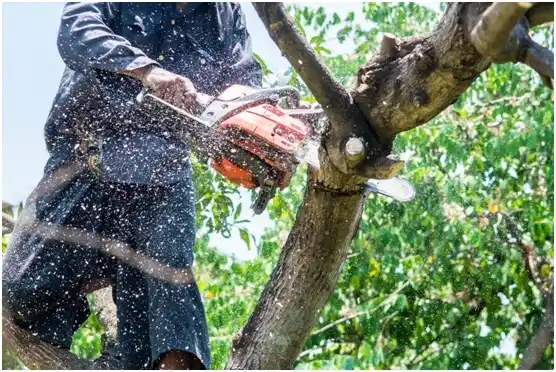 tree services Passapatanzy